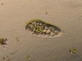 Paramecium sp.